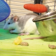 Alec eating, Apr 2021
