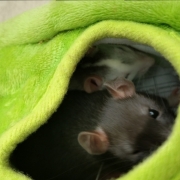 Jack and Alec in the pear, Apr 2021