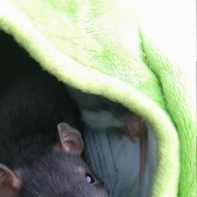 Jack in the pear, Apr 2021