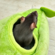 Jack in the pear, Apr 2021