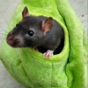 Jack in the pear, Apr 2021
