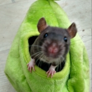 Jack in the pear, Apr 2021