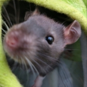 Jack in the pear, Apr 2021