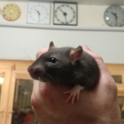 Jack looking gorgeous, Apr 2021