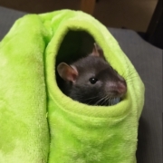 Jack in the pear, Apr 2021