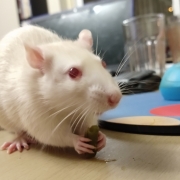 Ronnie eating a green bean, Mar 2019