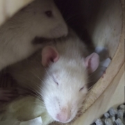 Ronnie eating and using a sleeping Derek as a table, Mar 2019