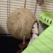 ...Ronnie trying to steal the treat..., Apr 2019