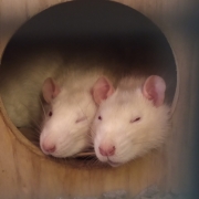 Ronnie and Derek asleep, Apr 2019
