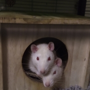 Ronnie poking his head out on top of Derek, May 2019