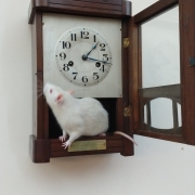 Hickory Dickory Dock..