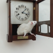 Hickory Dickory Dock..