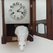 Hickory Dickory Dock..