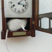Hickory Dickory Dock..