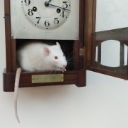 Hickory Dickory Dock..