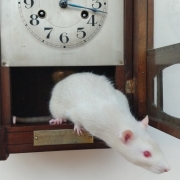 Hickory Dickory Dock..