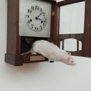 Hickory Dickory Dock..