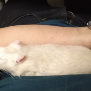 Derek resting on my arm, Aug 2019