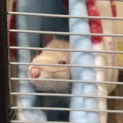 Rats riding the tube, Aug 2019