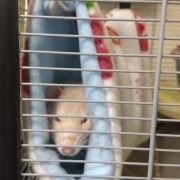 Rats riding the tube, Aug 2019