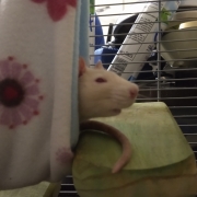 Rats riding the tube, Aug 2019