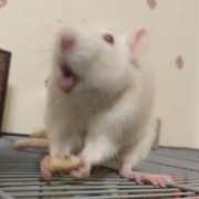 Ronnie looking silly, Aug 2019