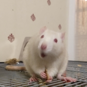 Ronnie enjoying a tasty morsel, Aug 2019