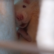Curled up in the tube, Aug 2019