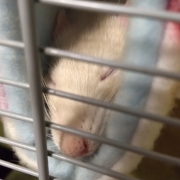 Sleepy in the tube, Aug 2019