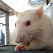 Ronnie tucking in, Sep 2019