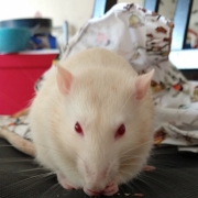 Ronnie tucking in, Sep 2019