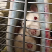 Both rats in one tube, Oct 2019