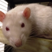 Derek resting after eating, Oct 2019