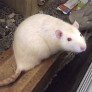Ronnie, probably up to no good, Oct 2019