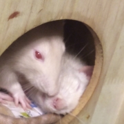 Play fighting, Oct 2019