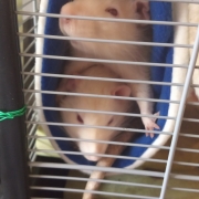 Both rats in one tube, Oct 2019