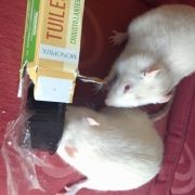Security alert with the biscuits, Oct 2019
