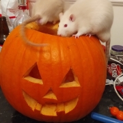 Ronnie and Derek exploring a pumpkin, Oct 2019