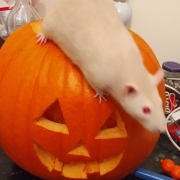 Derek exploring a pumpkin, Oct 2019