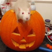 Derek exploring a pumpkin, Oct 2019