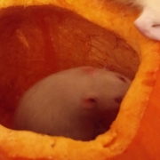 Derek in a pumpkin, Oct 2019