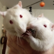 Fighting over a runner bean, Oct 2019