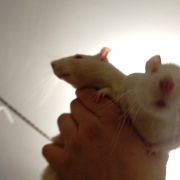 Sky rats, Oct 2019