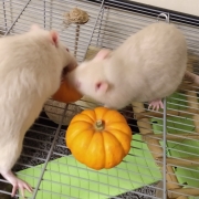 Ronnie and Derek tucking into their pumpkins, Oct 2019