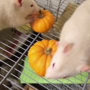 Ronnie and Derek tucking into their pumpkins, Oct 2019
