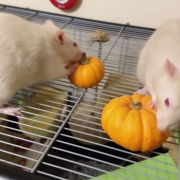 Ronnie and Derek tucking into their pumpkins, Oct 2019