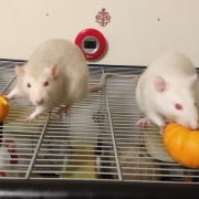 Ronnie and Derek tucking into their pumpkins, Oct 2019