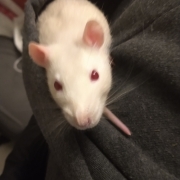 Derek hiding in my hood, Dec 2019