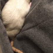 Derek hiding in my hood, Dec 2019