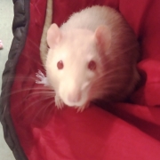 Derek in the hood, Dec 2019